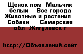 Щенок пом. Мальчик белый  - Все города Животные и растения » Собаки   . Самарская обл.,Жигулевск г.